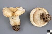 Lactarius deceptivus image